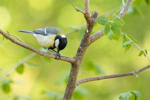 Closeup shot of a Black-capped chickadee on the tree branch with greenery on the background